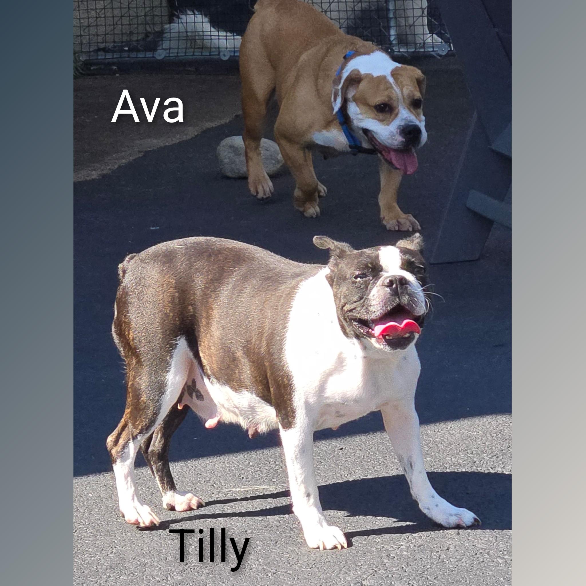 Tilly