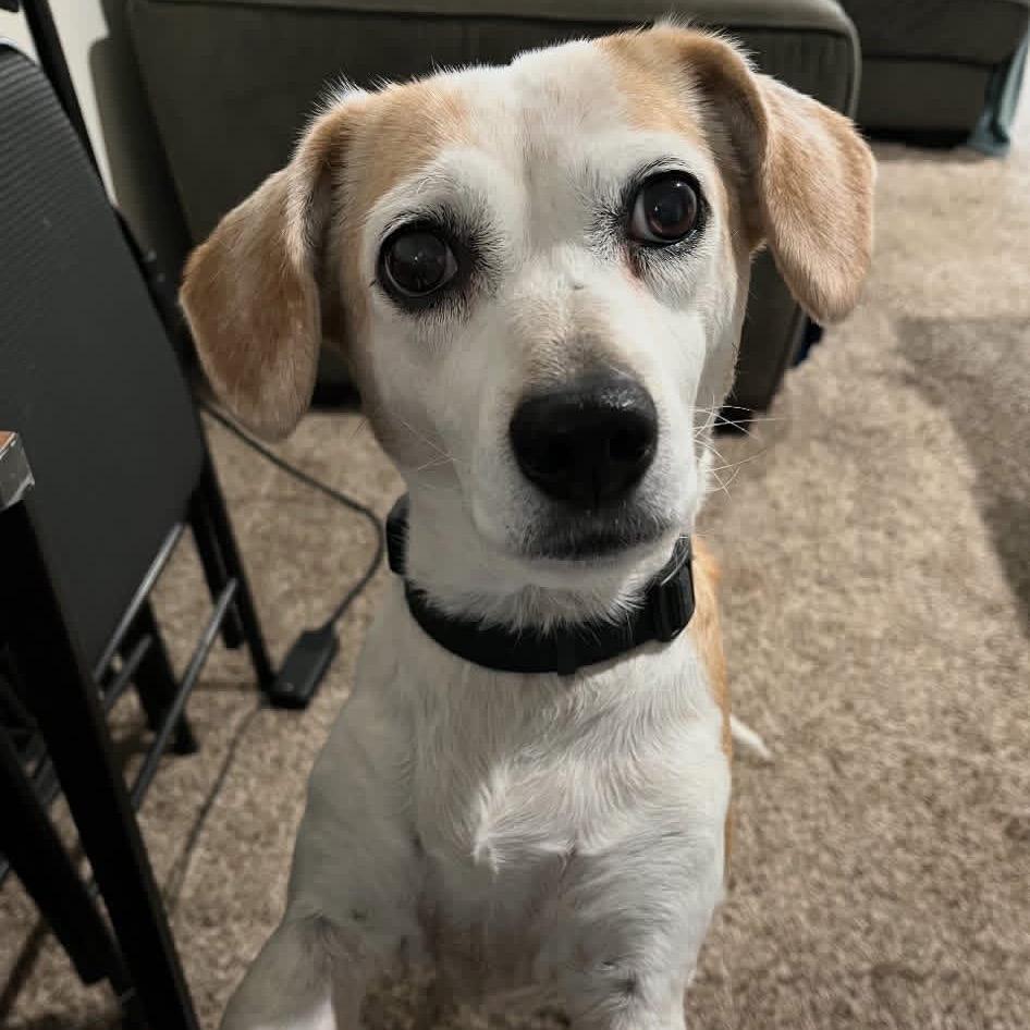 Enlarge Libby, a Adoptable Beagle in St. Louis, MO image 1/4