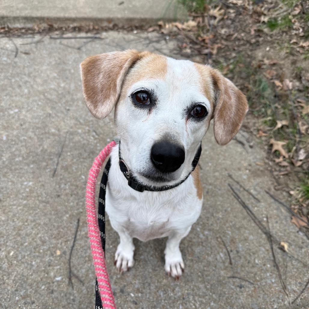 Enlarge Libby, a Adoptable Beagle in St. Louis, MO image 2/4