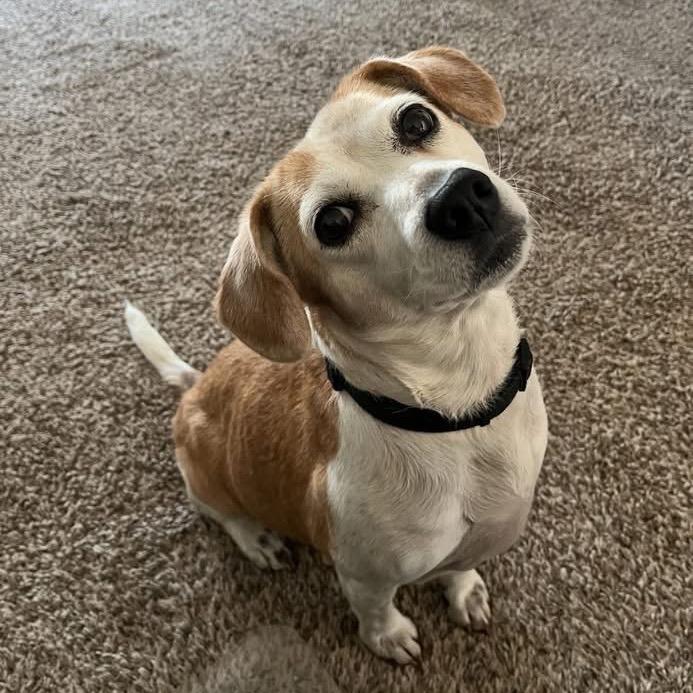 Enlarge Libby, a Adoptable Beagle in St. Louis, MO image 3/4