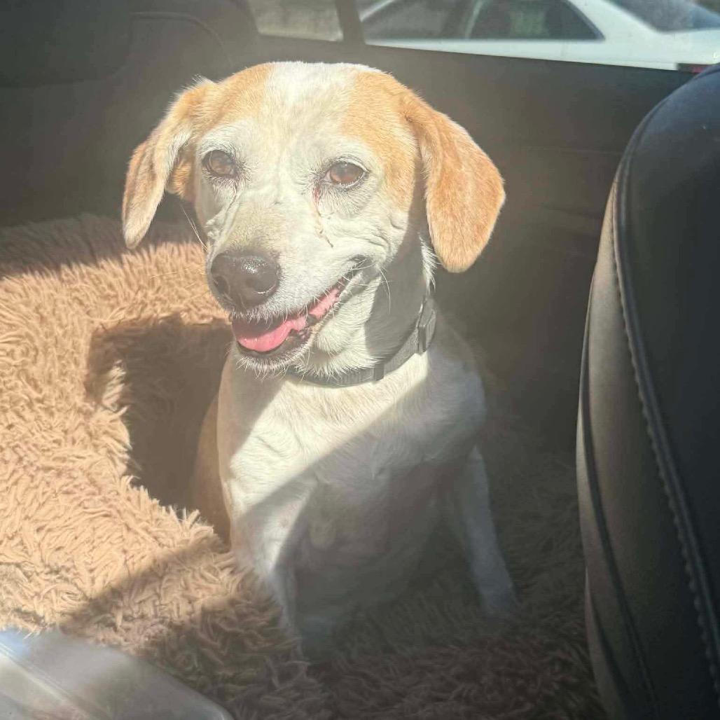 Enlarge Libby, a Adoptable Beagle in St. Louis, MO image 4/4