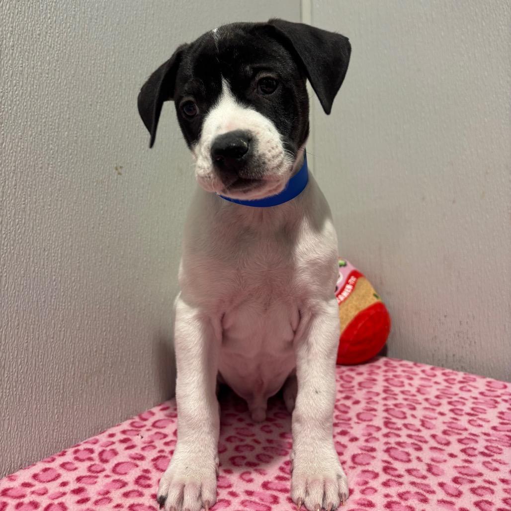 Takoa, Adoptable, Young Male Labrador Retriever & Mixed Breed.