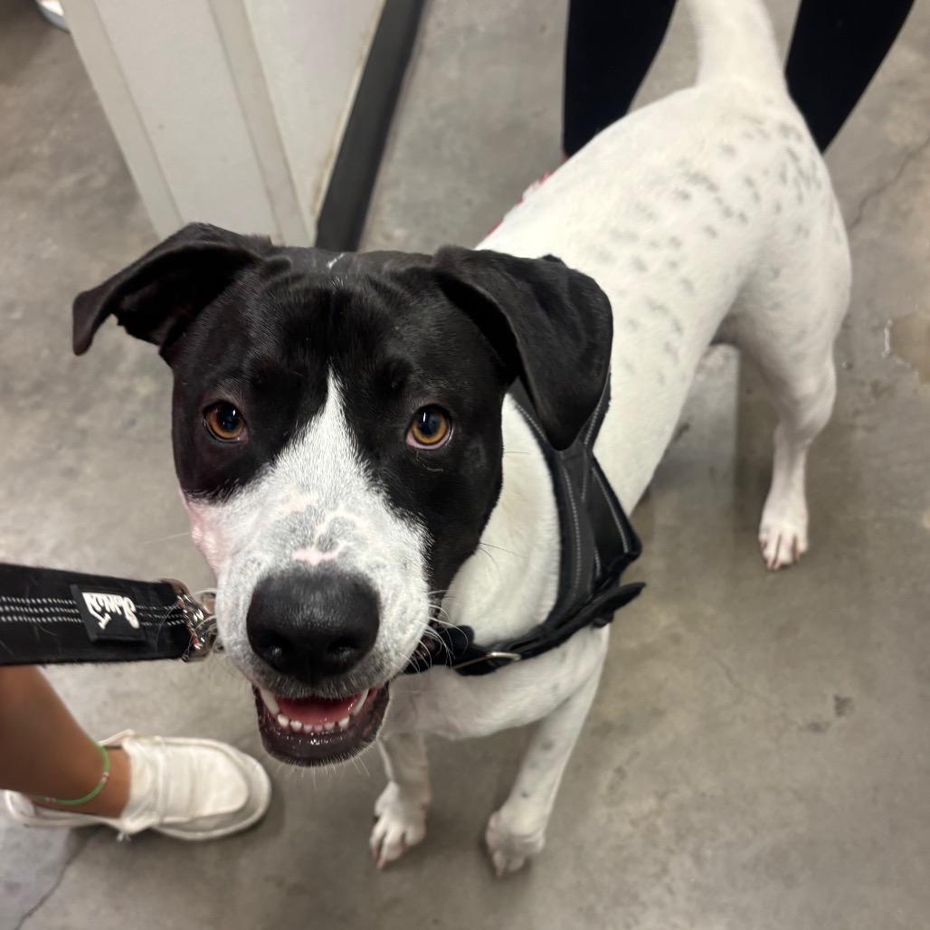 Enlarge Takoa, a Adoptable mixed breed in Tampa, FL image 2/4