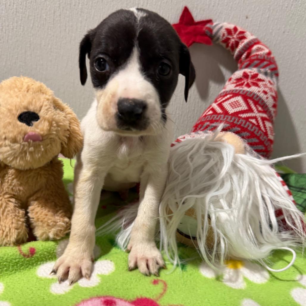 Enlarge Takoa, a Adoptable mixed breed in Tampa, FL image 3/4