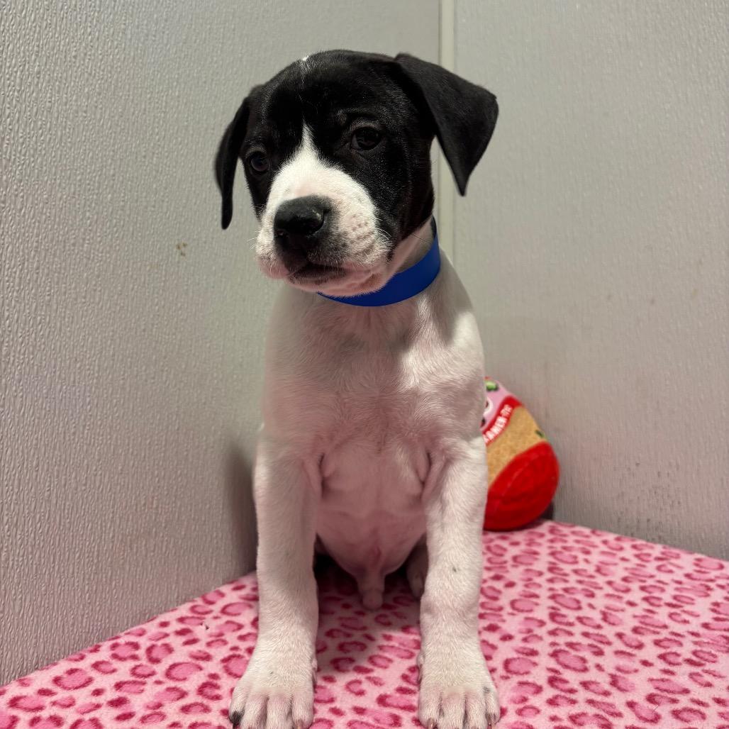 Enlarge Takoa, a Adoptable mixed breed in Tampa, FL image 4/4
