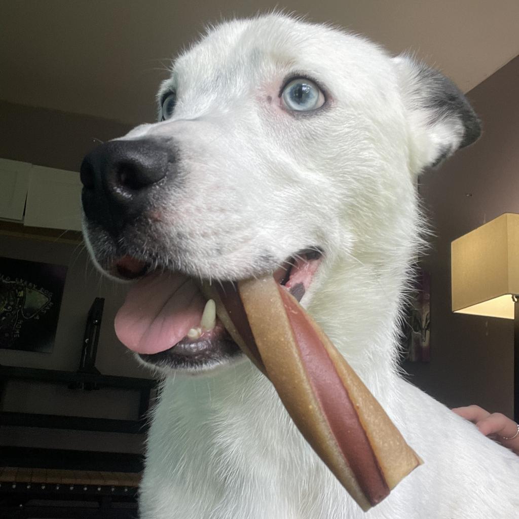 Anubis, a Adoptable mixed breed in Watertown, NY image 1/6