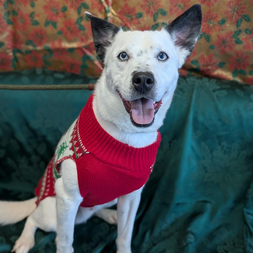 Anubis, a Adoptable mixed breed in Watertown, NY image 2/6