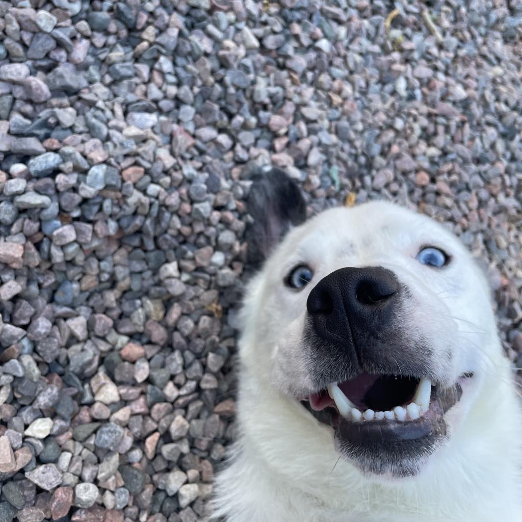 Anubis, a Adoptable mixed breed in Watertown, NY image 3/6