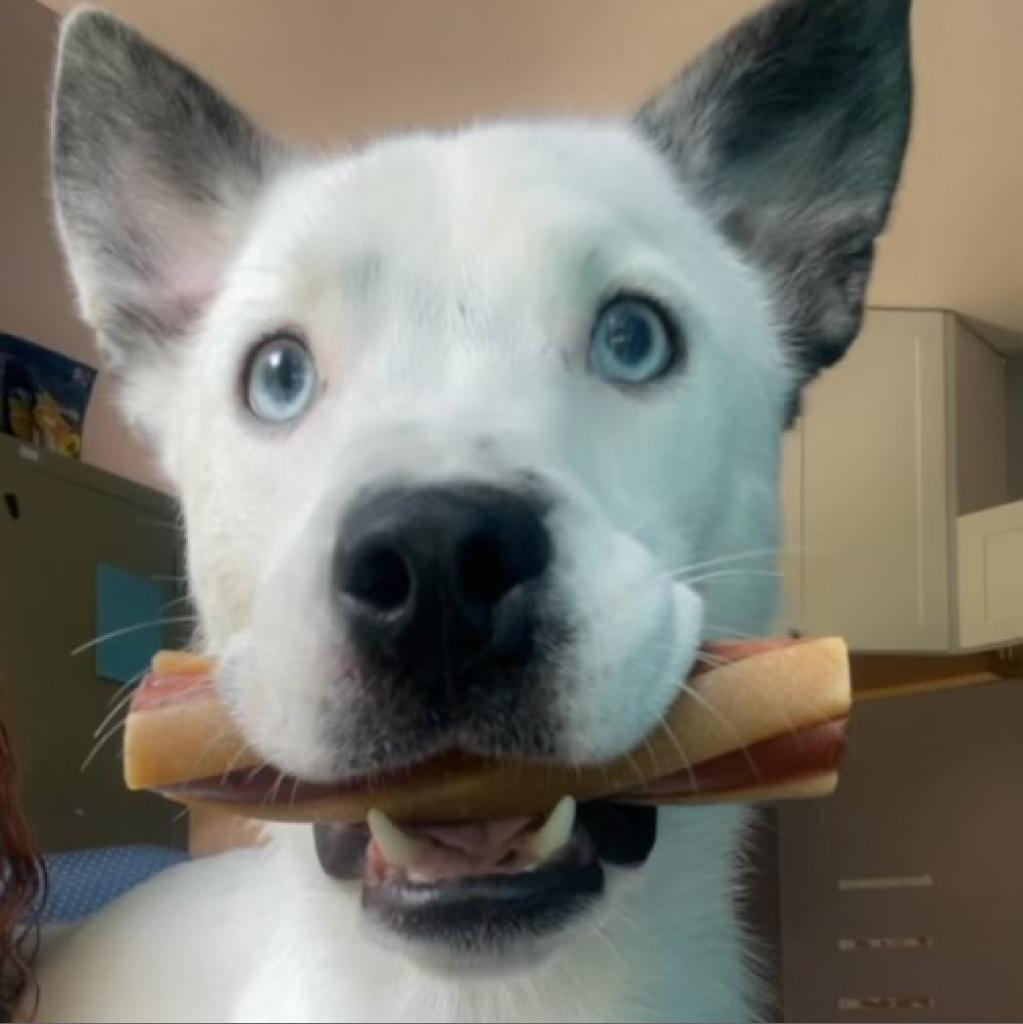 Anubis, a Adoptable mixed breed in Watertown, NY image 4/6