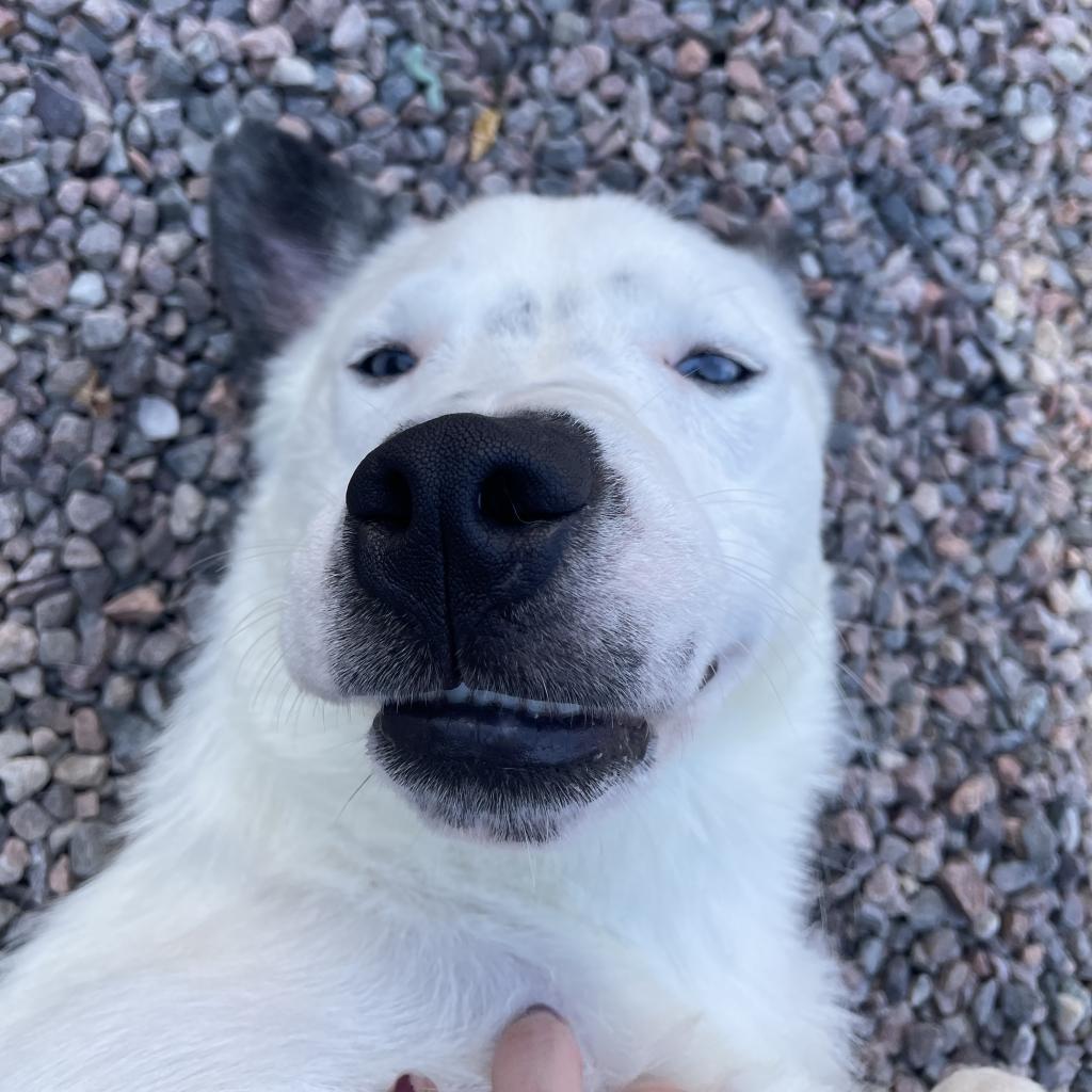 Anubis, a Adoptable mixed breed in Watertown, NY image 5/6