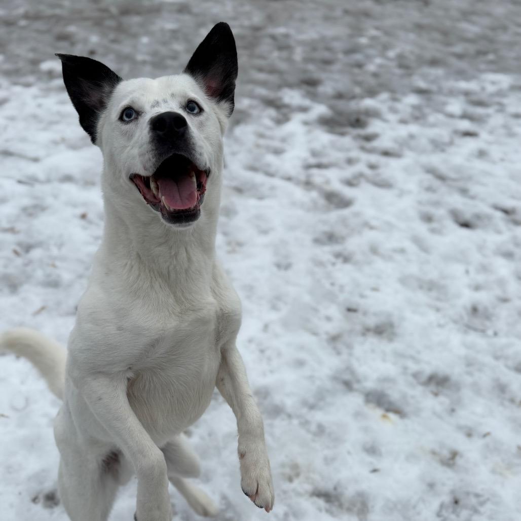 Enlarge Anubis, a Adoptable mixed breed in Watertown, NY image 5/6