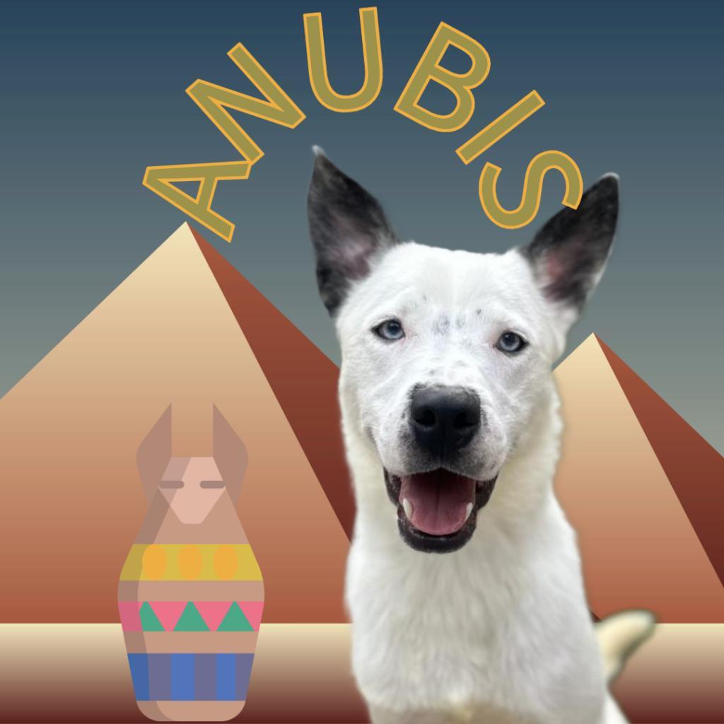 Anubis, a Adoptable mixed breed in Watertown, NY image 6/6
