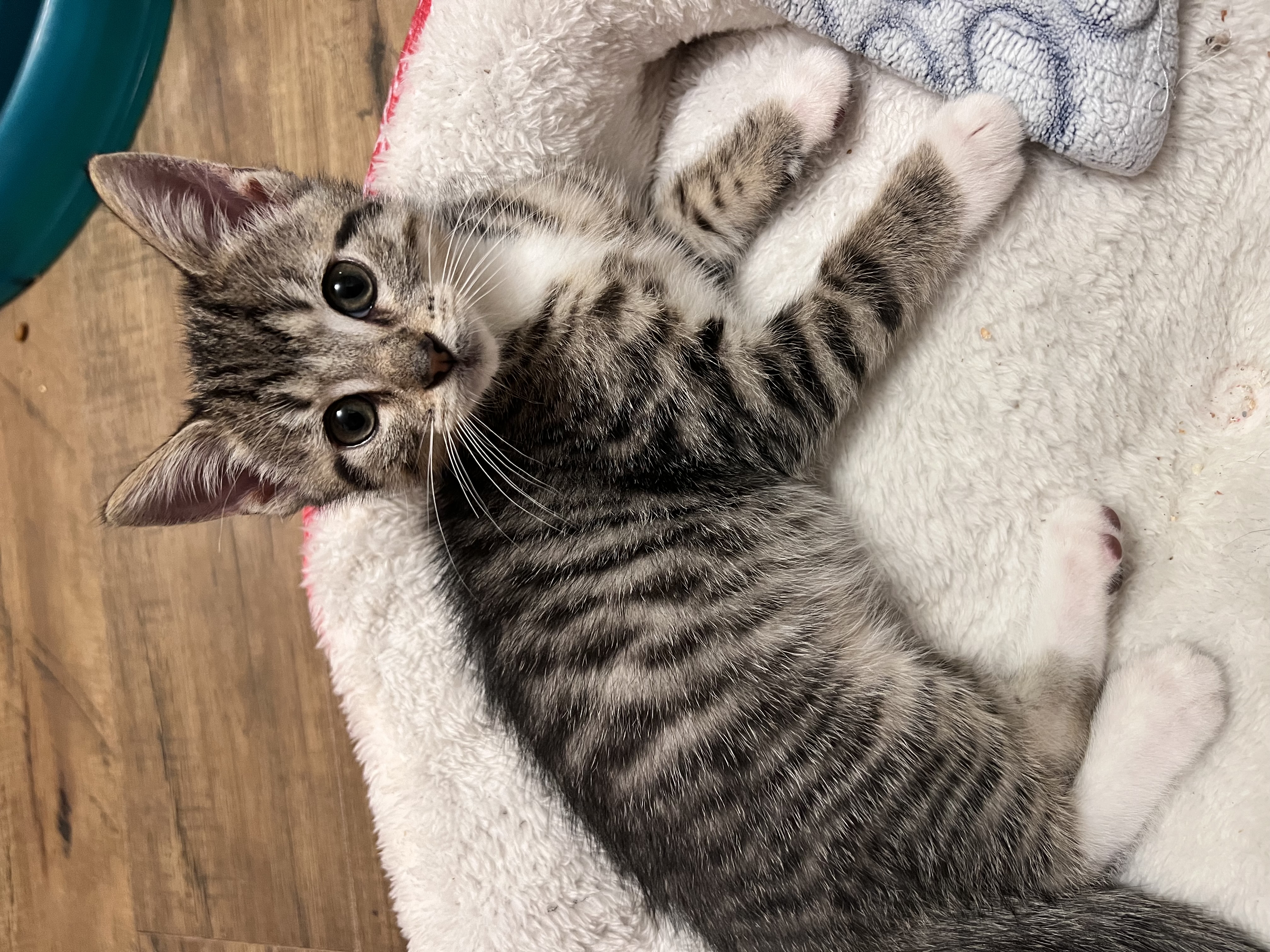 Enlarge Sprout, a Adopted Domestic Short Hair in Hartville, OH image 6/6