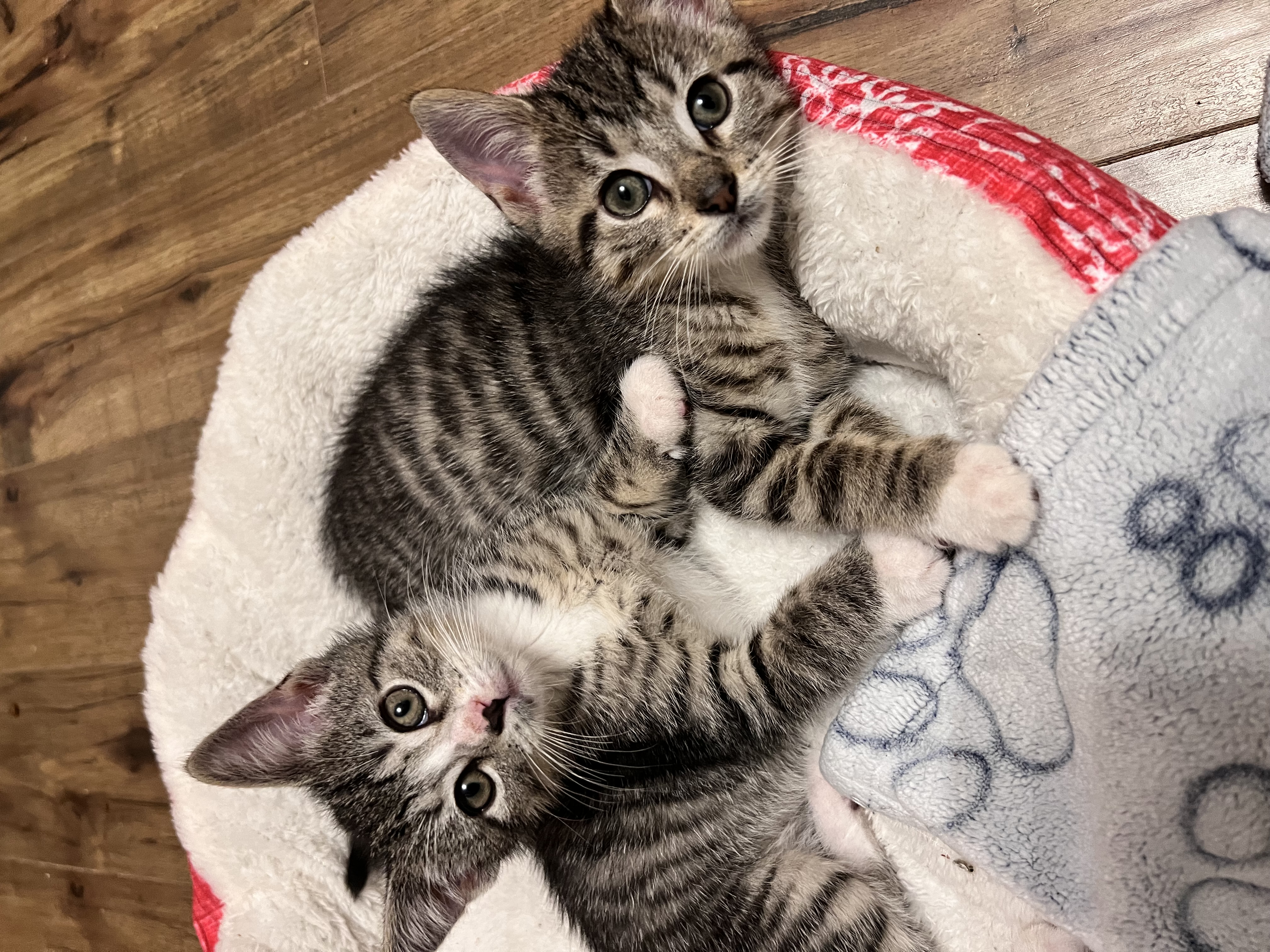 Enlarge Sprout, a Adopted Domestic Short Hair in Hartville, OH image 5/6