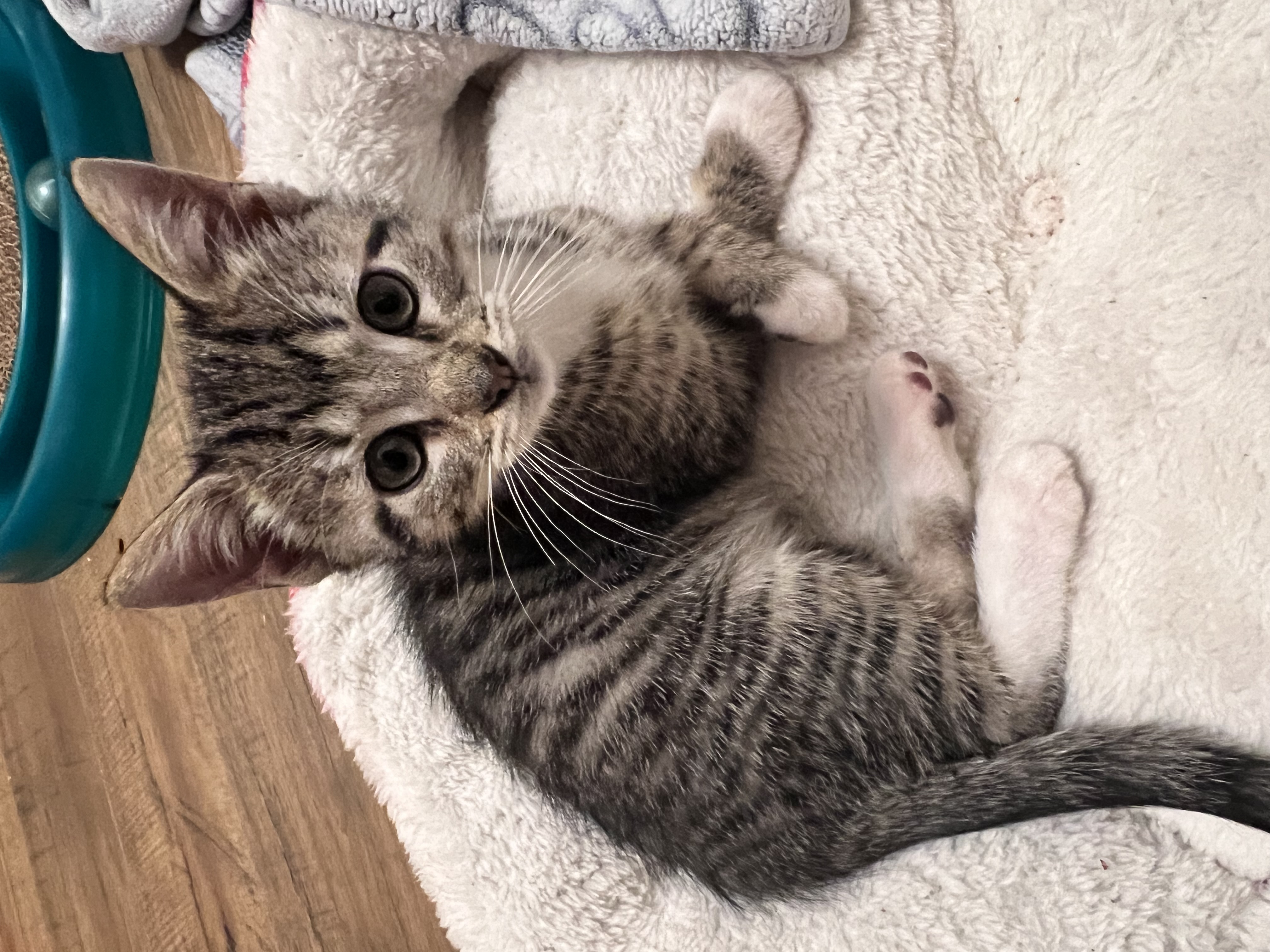 Enlarge Sprout, a Adopted Domestic Short Hair in Hartville, OH image 1/6