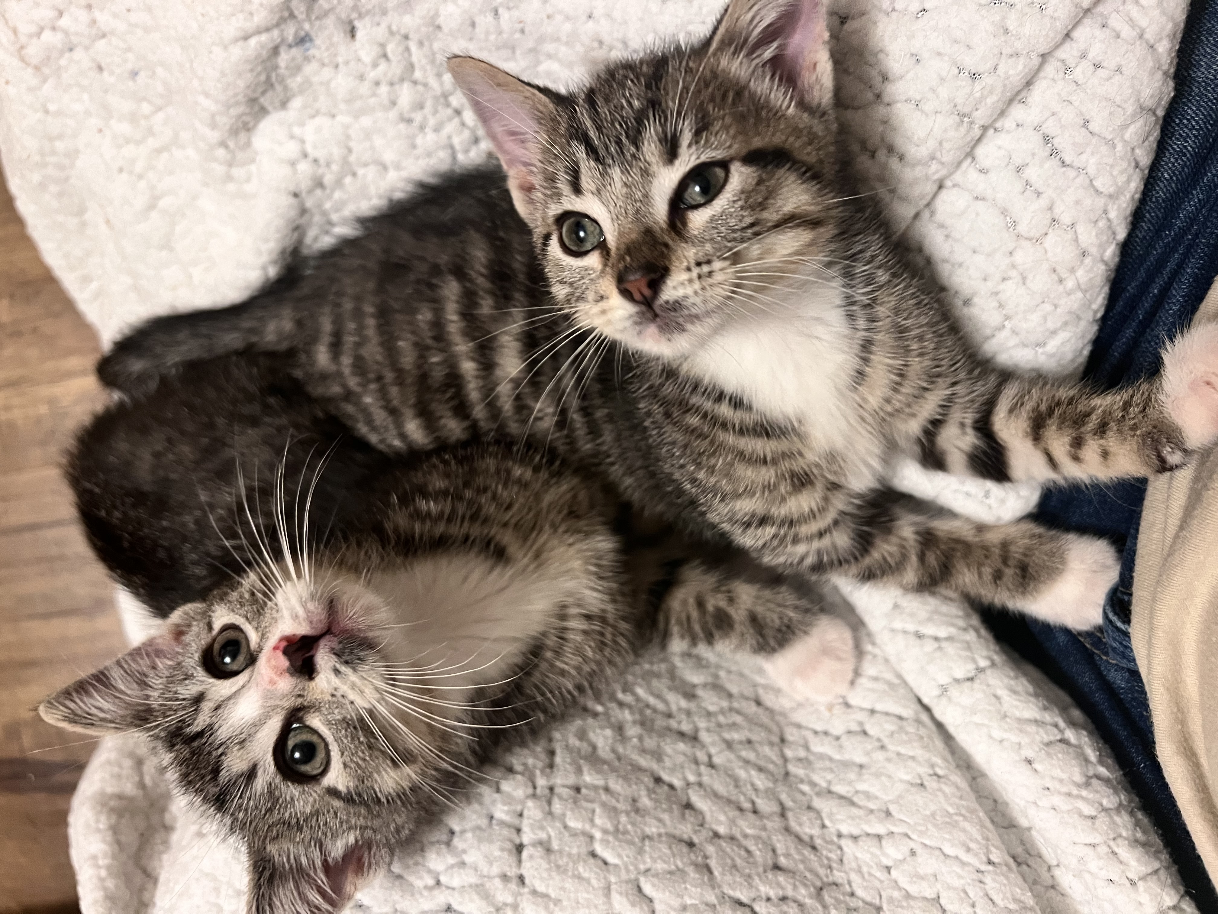 Enlarge Sprout, a Adopted Domestic Short Hair in Hartville, OH image 4/6