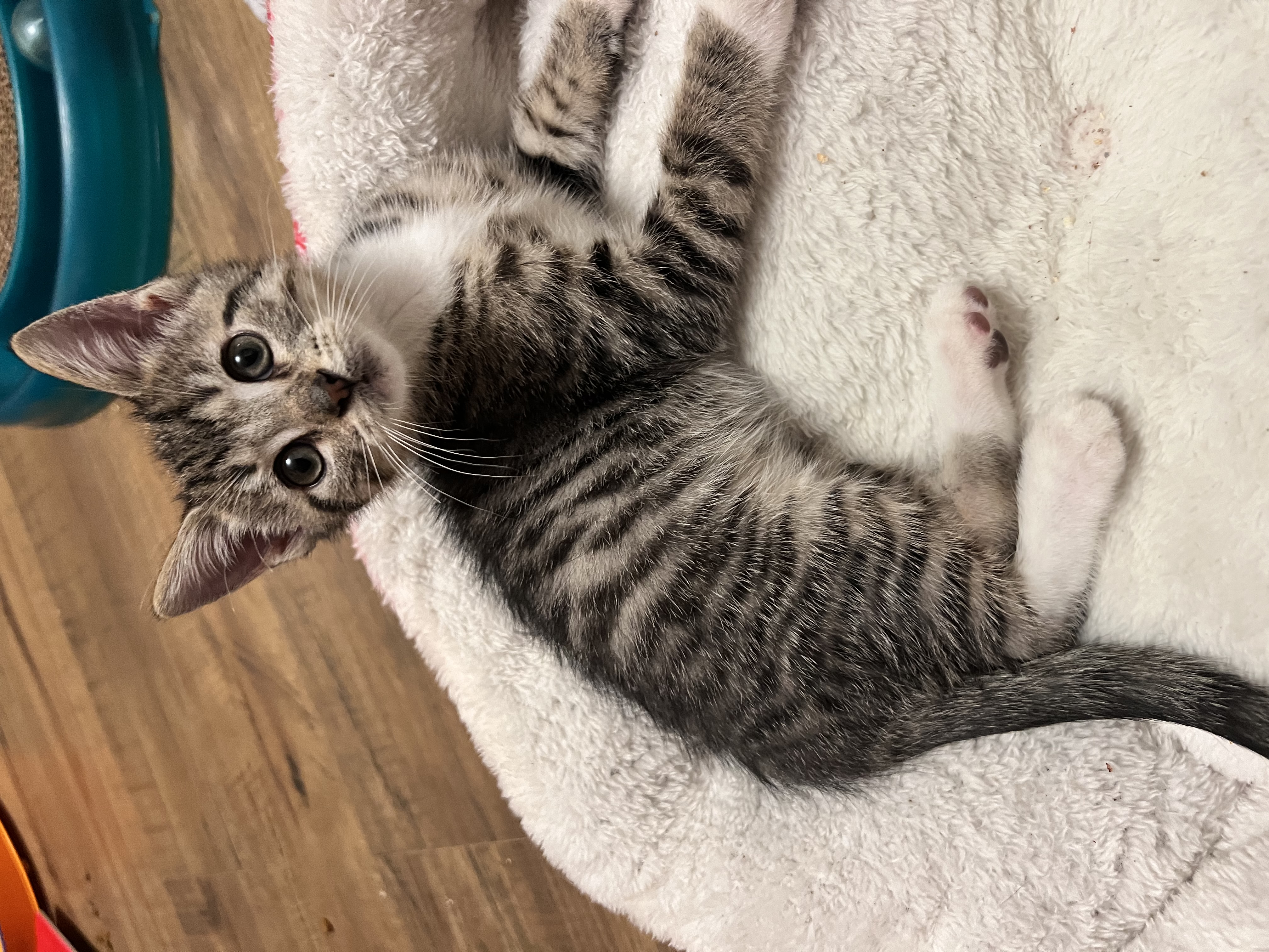 Enlarge Sprout, a Adopted Domestic Short Hair in Hartville, OH image 3/6