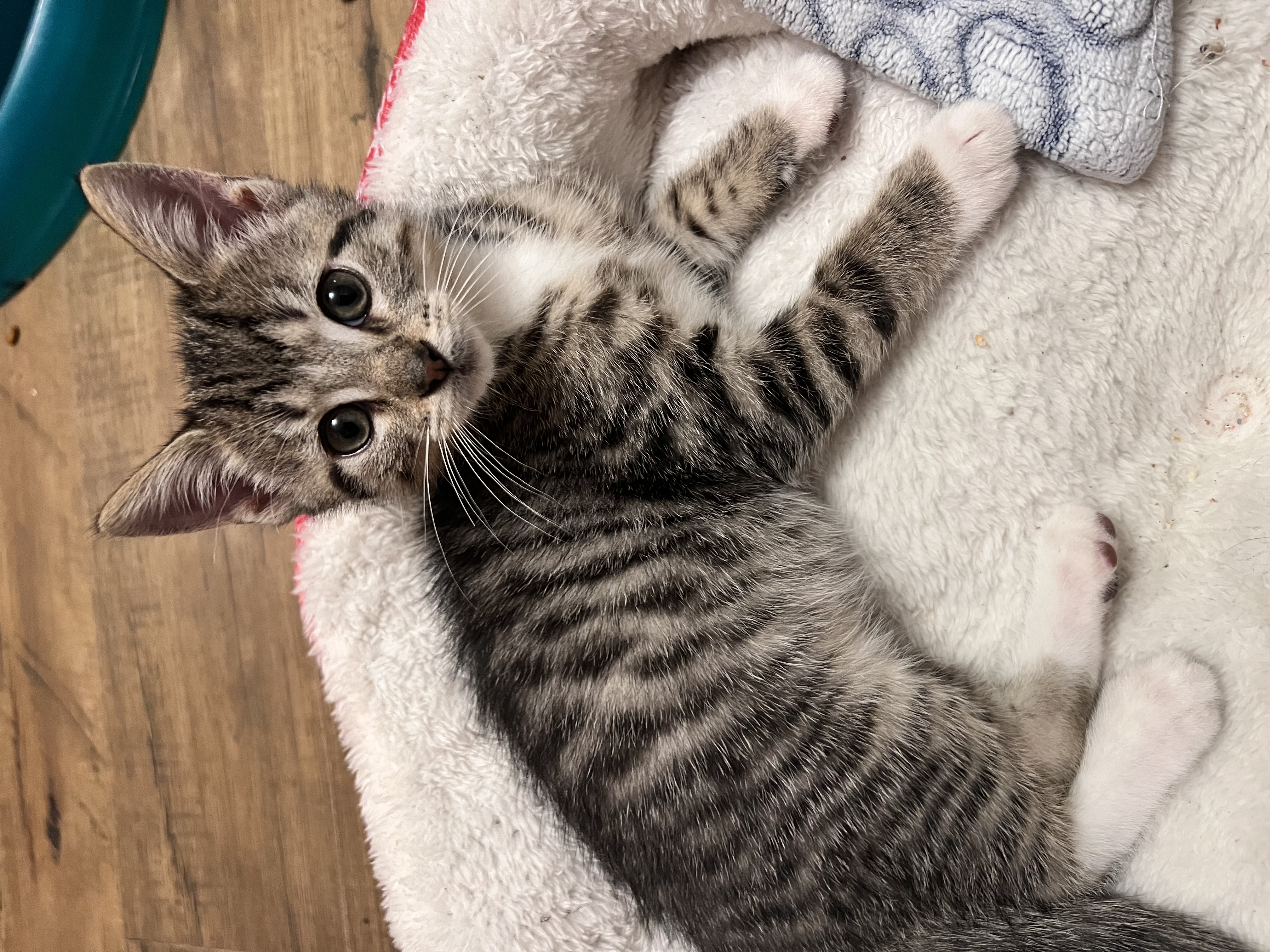 Enlarge Sprout, a Adopted Domestic Short Hair in Hartville, OH image 2/6