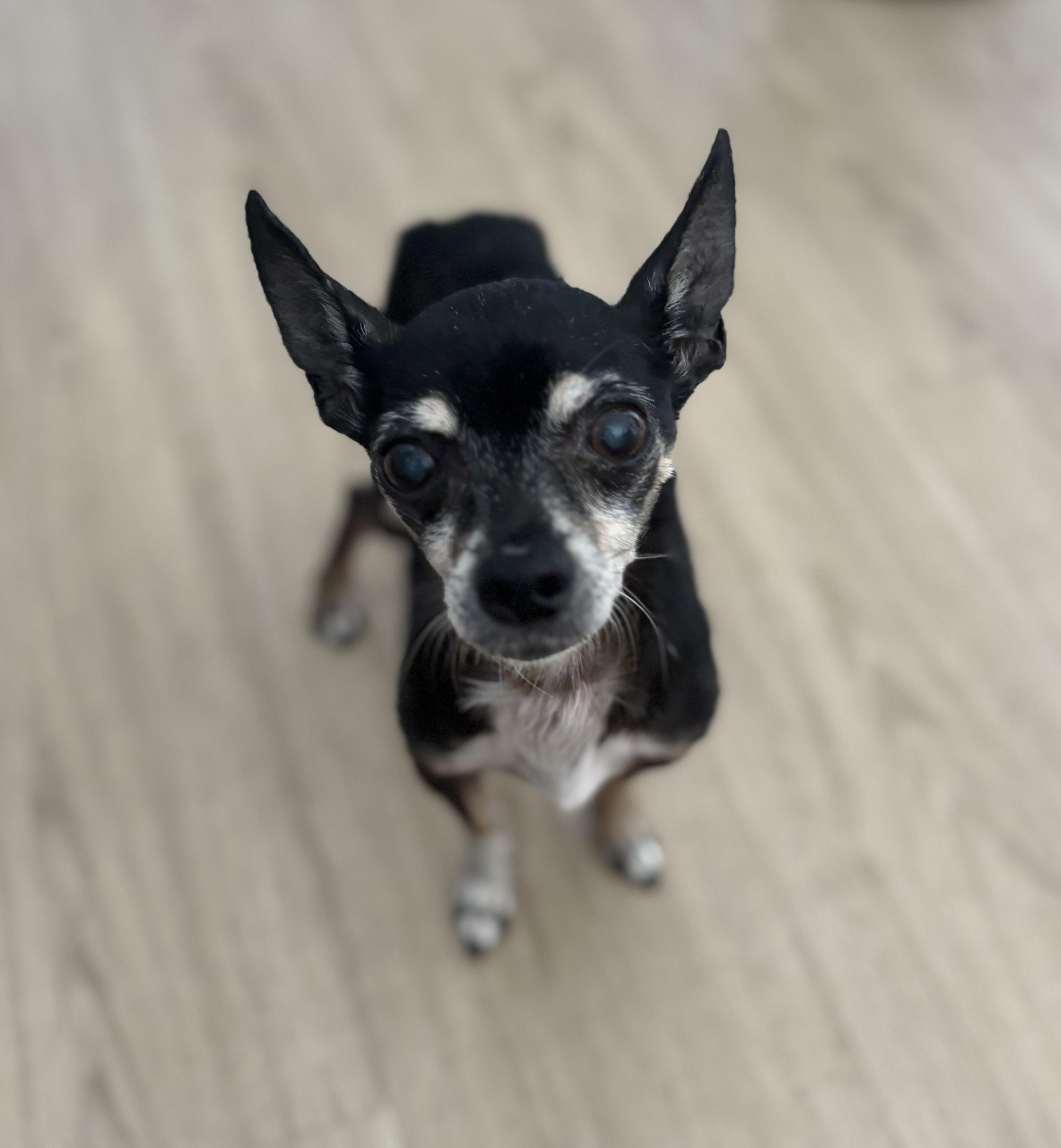 Oona, Adoptable, Adult Female Chihuahua.