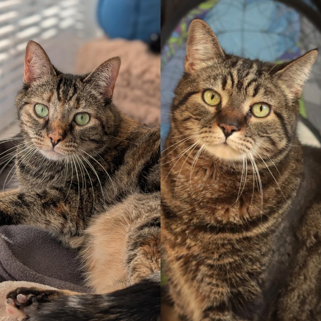 Enlarge Halo & Saint, a Adoptable mixed breed in Philadelphia, PA image 1/6