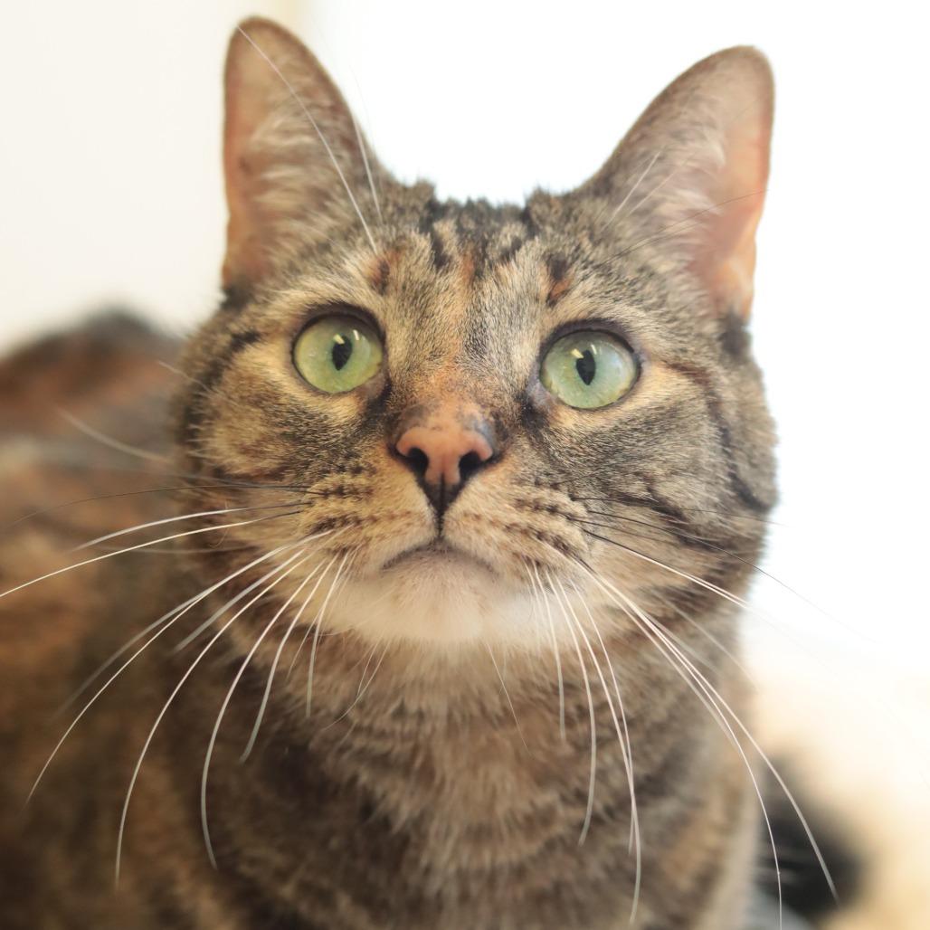 Enlarge Halo & Saint, a Adoptable mixed breed in Philadelphia, PA image 2/6