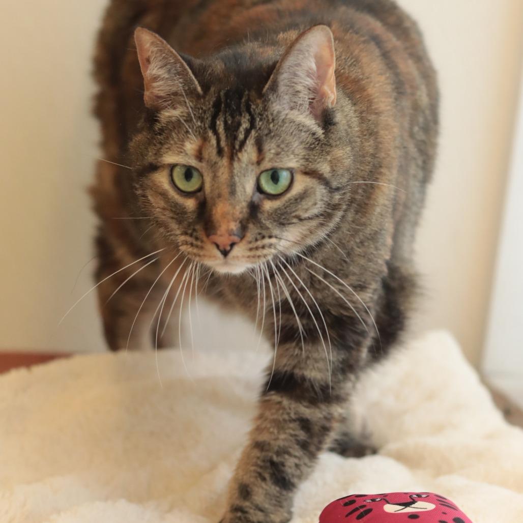 Enlarge Halo & Saint, a Adoptable mixed breed in Philadelphia, PA image 6/6