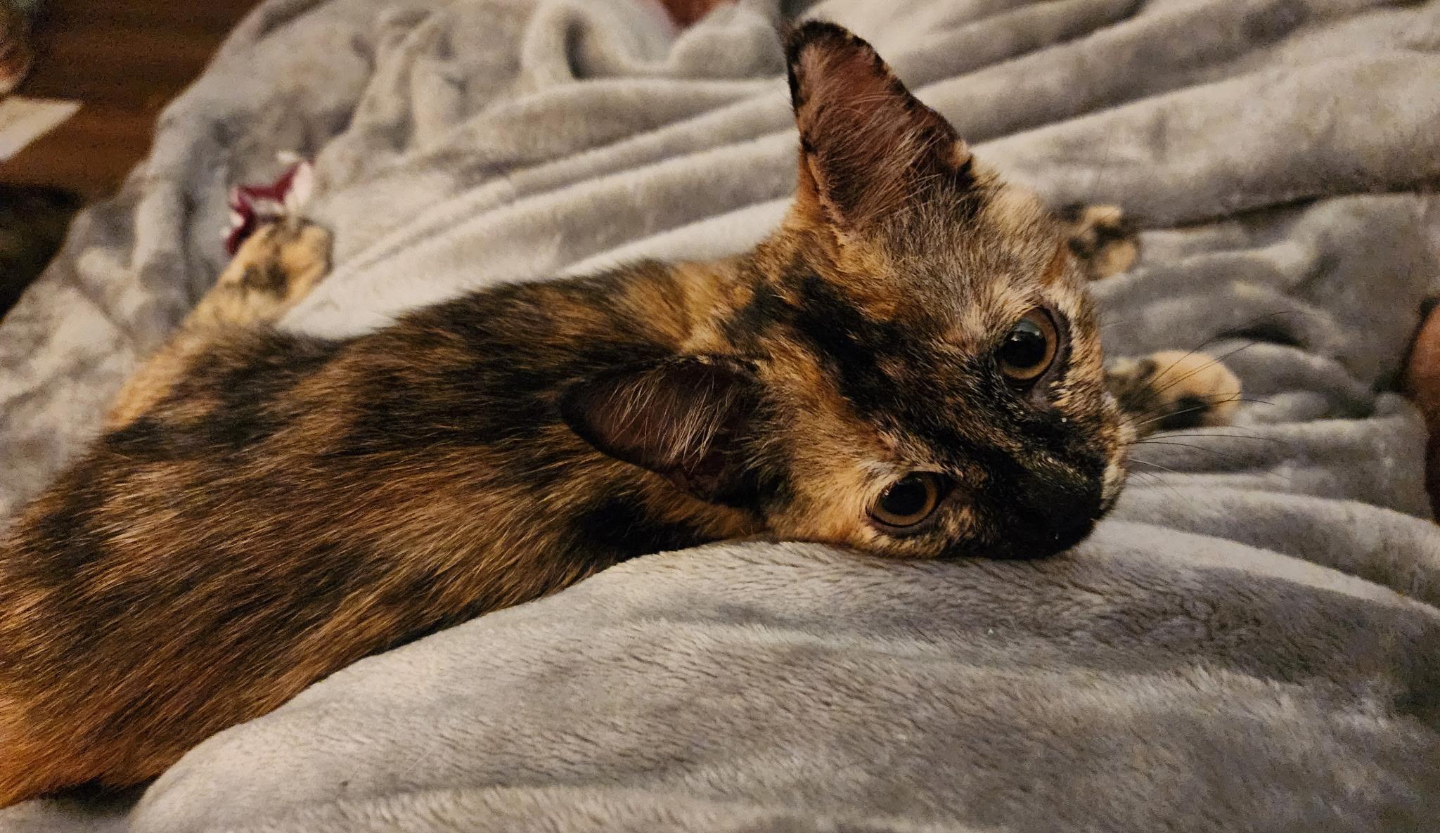 Polly Pocket, ADOPTABLE, Kitten Female Domestic Short Hair.