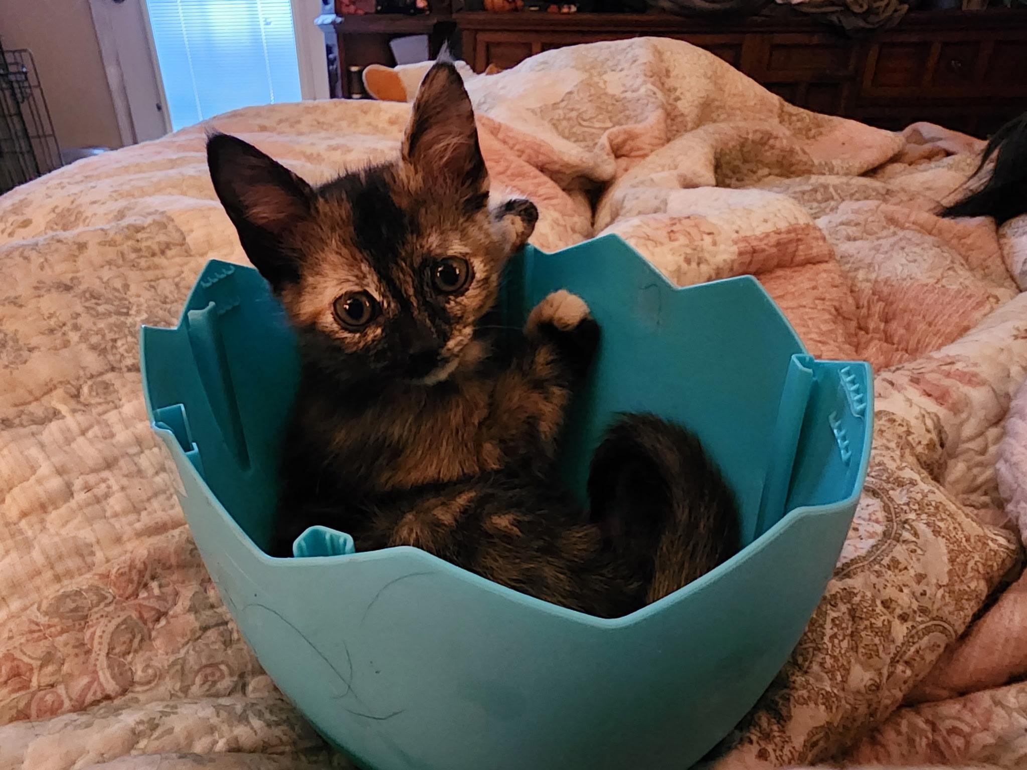 Polly Pocket, a ADOPTABLE Domestic Short Hair in Statesboro, GA image 2/3