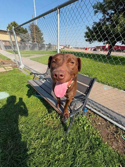 Enlarge Skipper, a Adoptable mixed breed in Scottsbluff, NE image 1/3