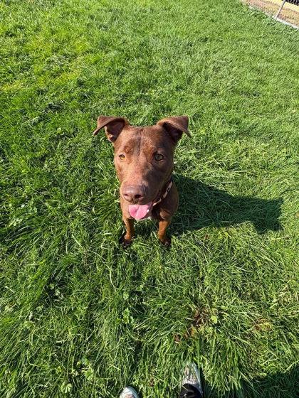 Enlarge Skipper, a Adoptable mixed breed in Scottsbluff, NE image 2/3