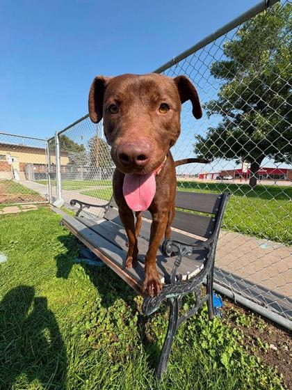Enlarge Skipper, a Adoptable mixed breed in Scottsbluff, NE image 3/3