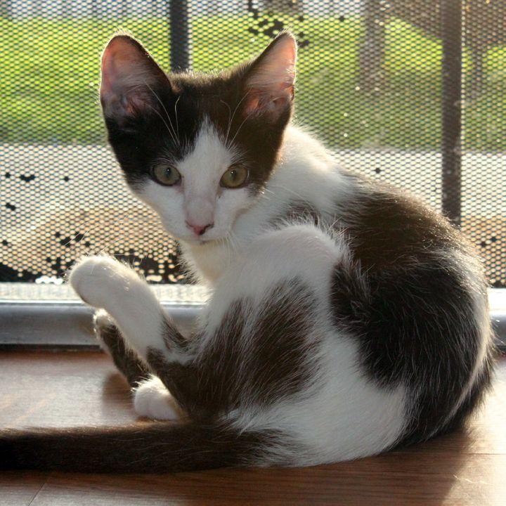 Marble, a Adoptable Domestic Short Hair in Redlands, CA image 1/6