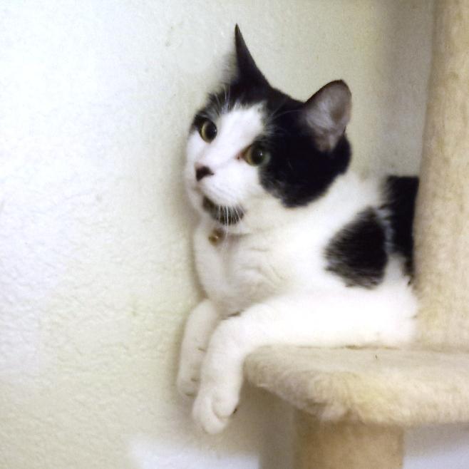 Marble, a Adoptable Domestic Short Hair in Redlands, CA image 2/6