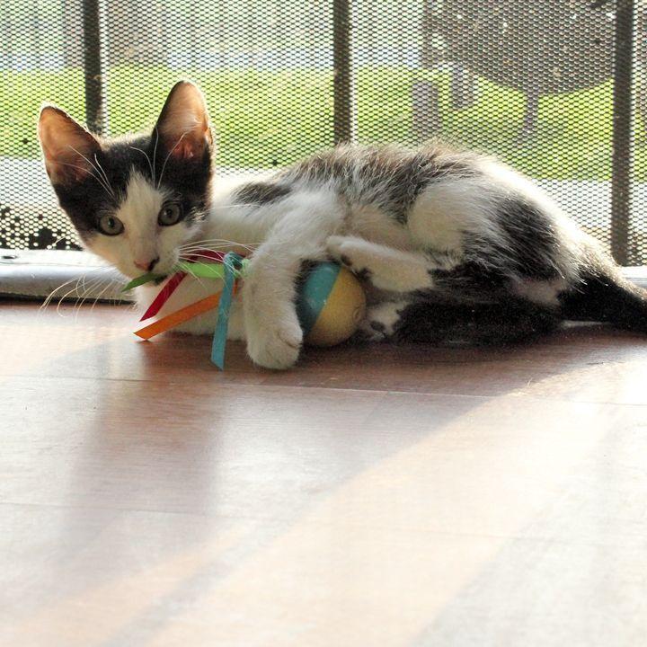 Marble, a Adoptable Domestic Short Hair in Redlands, CA image 4/6