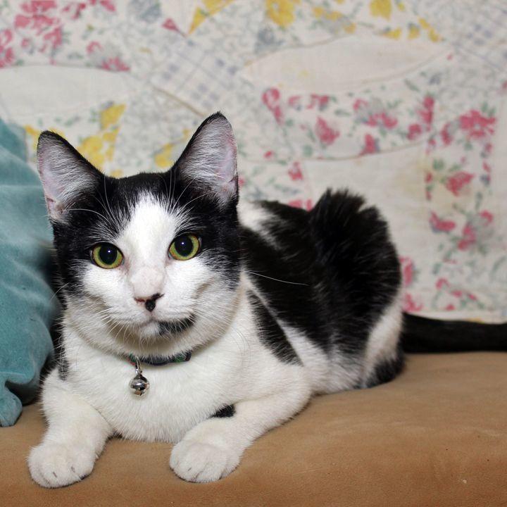 Marble, a Adoptable Domestic Short Hair in Redlands, CA image 5/6