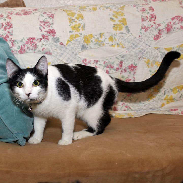 Marble, a Adoptable Domestic Short Hair in Redlands, CA image 6/6