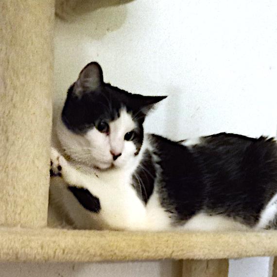 Enlarge Marble, a Adoptable Domestic Short Hair in Redlands, CA image 6/6