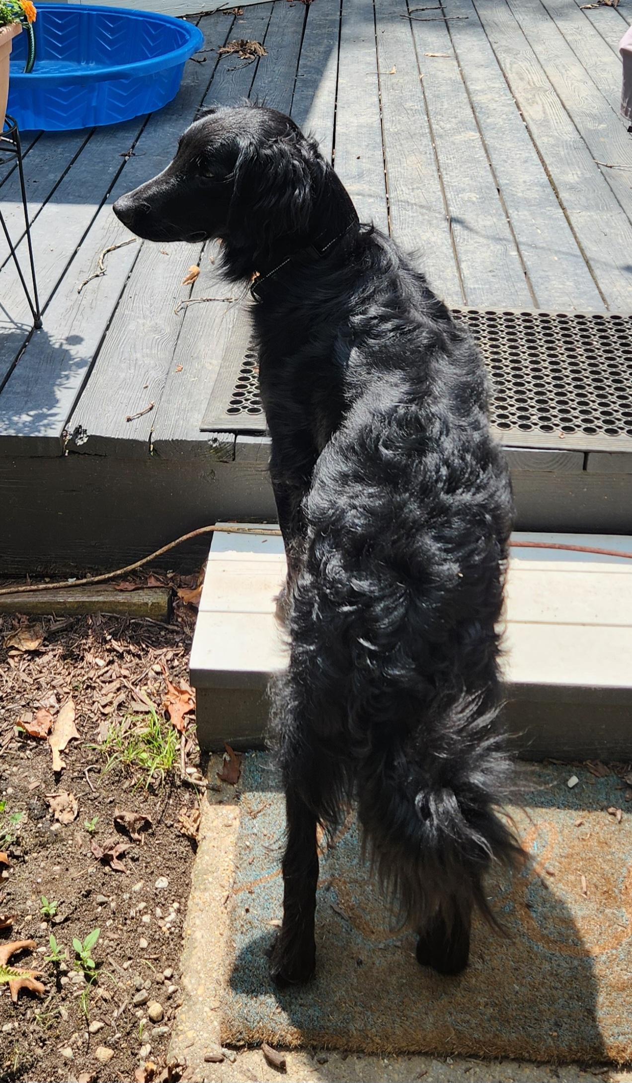 Enlarge Talented Tucker, a Adopted Flat-Coated Retriever in Reston, VA image 2/6
