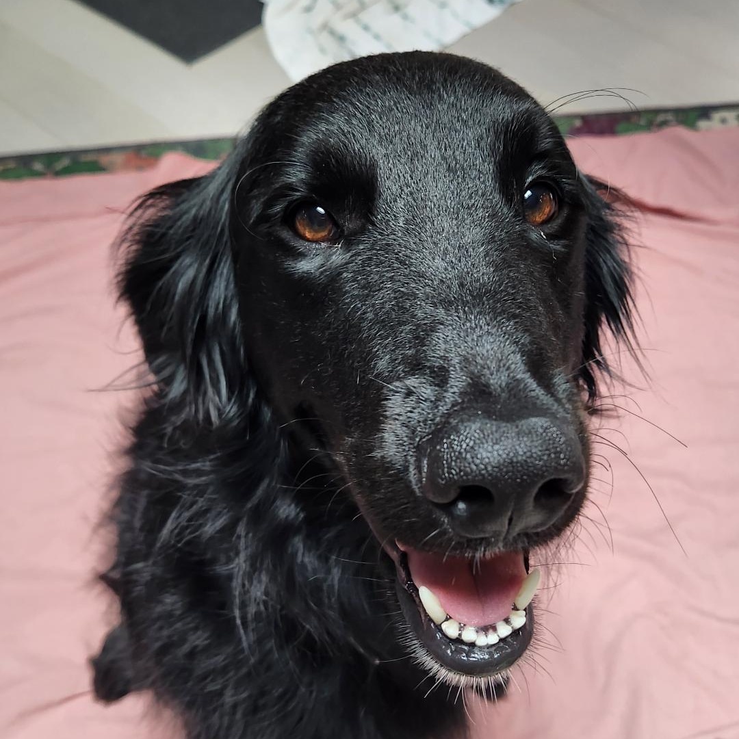 Talented Tucker, Adopted, Young Male Flat-Coated Retriever.