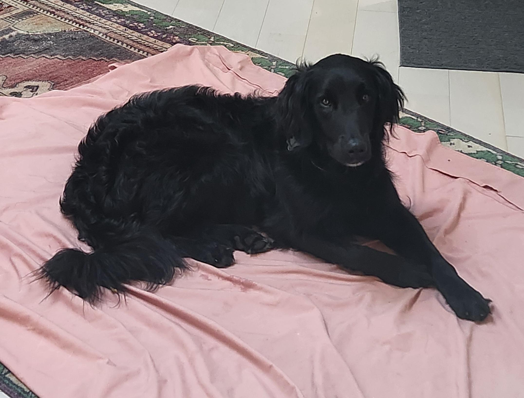 Enlarge Talented Tucker, a Adopted Flat-Coated Retriever in Reston, VA image 5/6