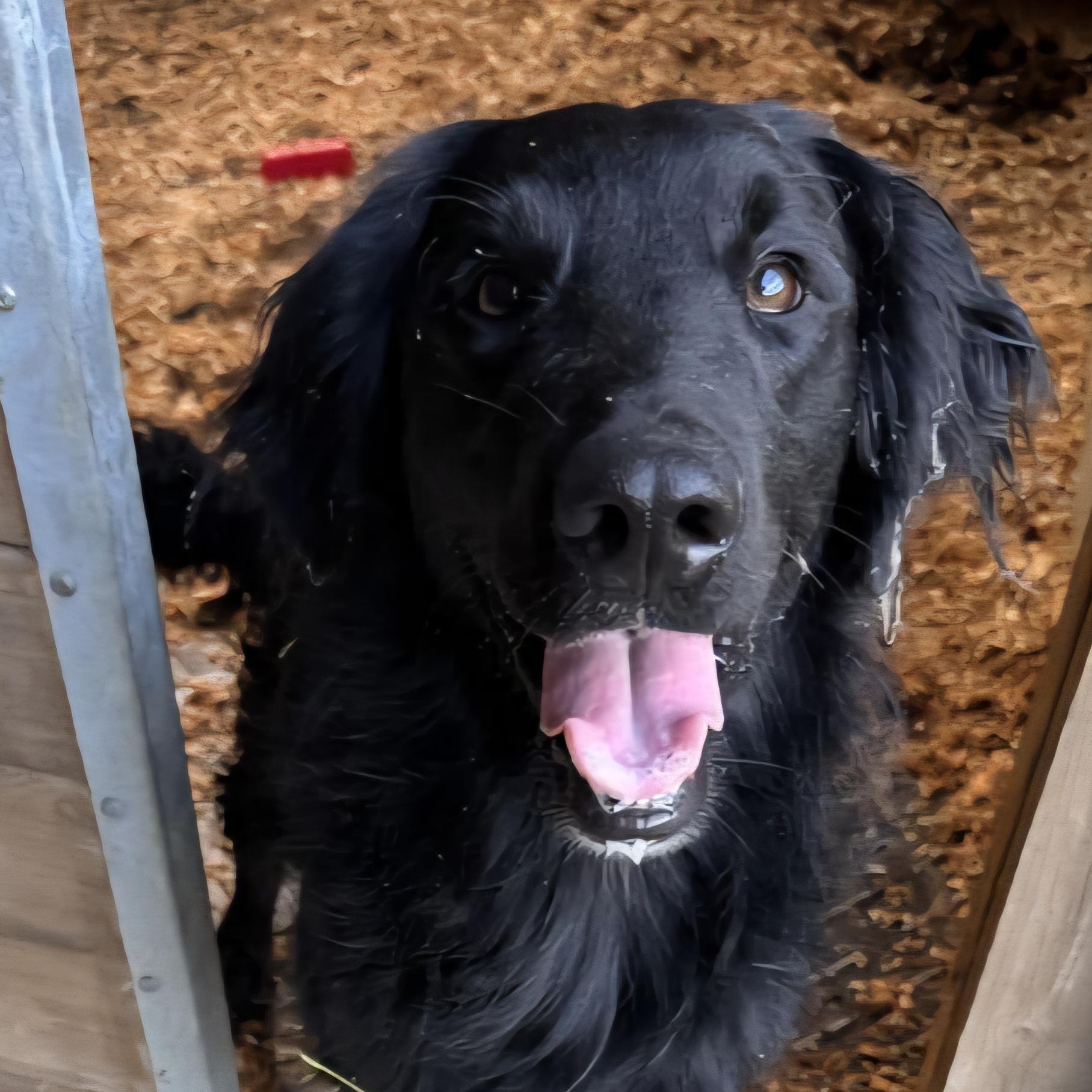 Enlarge Talented Tucker, a Adopted Flat-Coated Retriever in Reston, VA image 3/6