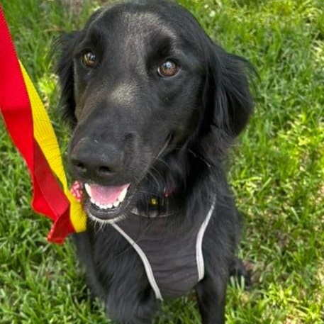 Enlarge Talented Tucker, a Adopted Flat-Coated Retriever in Reston, VA image 6/6
