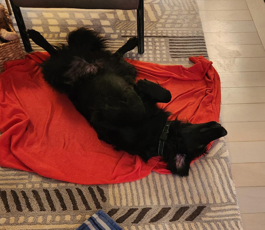 Enlarge Talented Tucker, a Adopted Flat-Coated Retriever in Reston, VA image 4/6