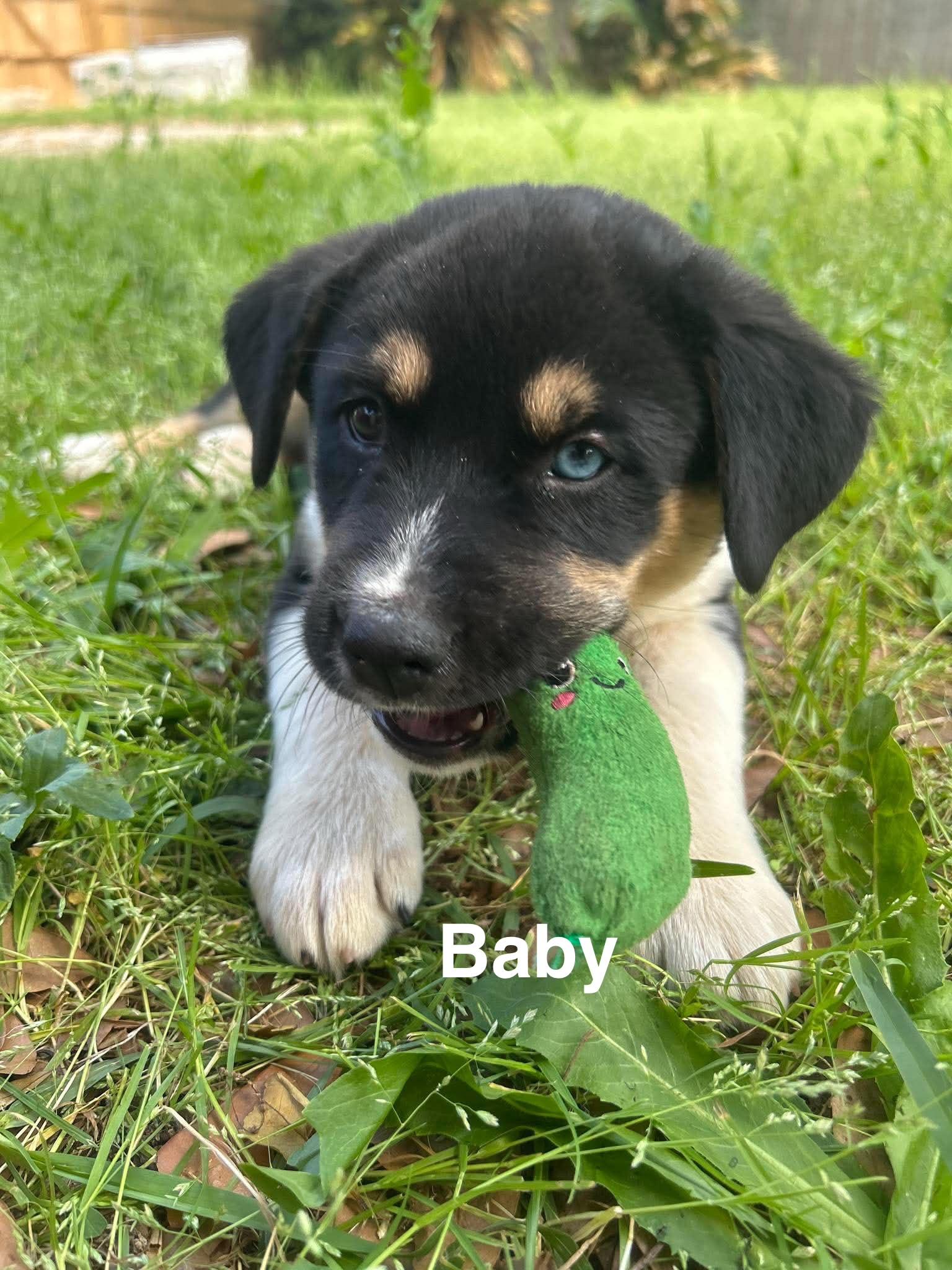 Baby, adopted, Puppy Male Husky.