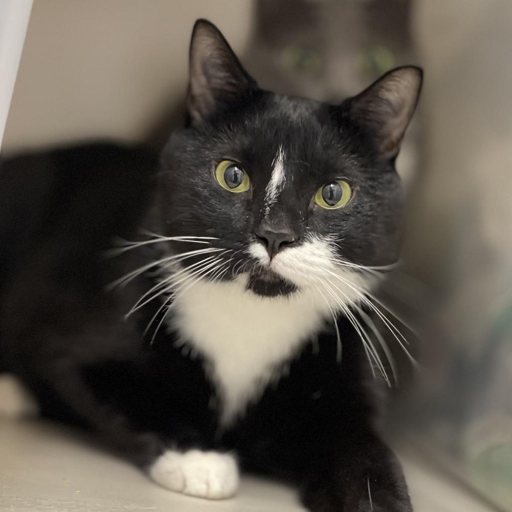 Beau, a Adoptable Domestic Short Hair in Chapel Hill, NC image 1/3