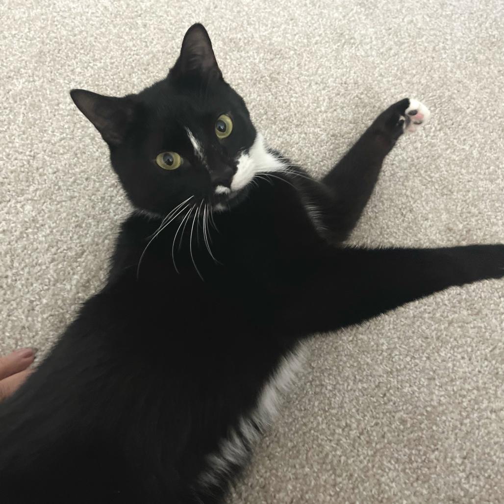Beau, a Adoptable Domestic Short Hair in Chapel Hill, NC image 2/3