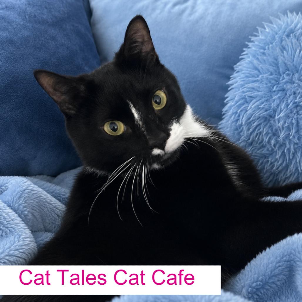 Beau, a Adoptable Domestic Short Hair in Chapel Hill, NC image 3/3