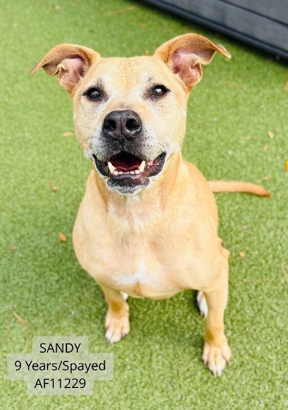 Sandy, Adoptable, Adult Female Pit Bull Terrier.