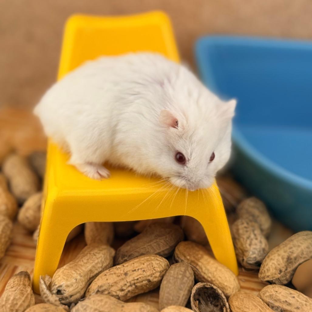 Woodstock, Adoptable, Young Male Dwarf Hamster.