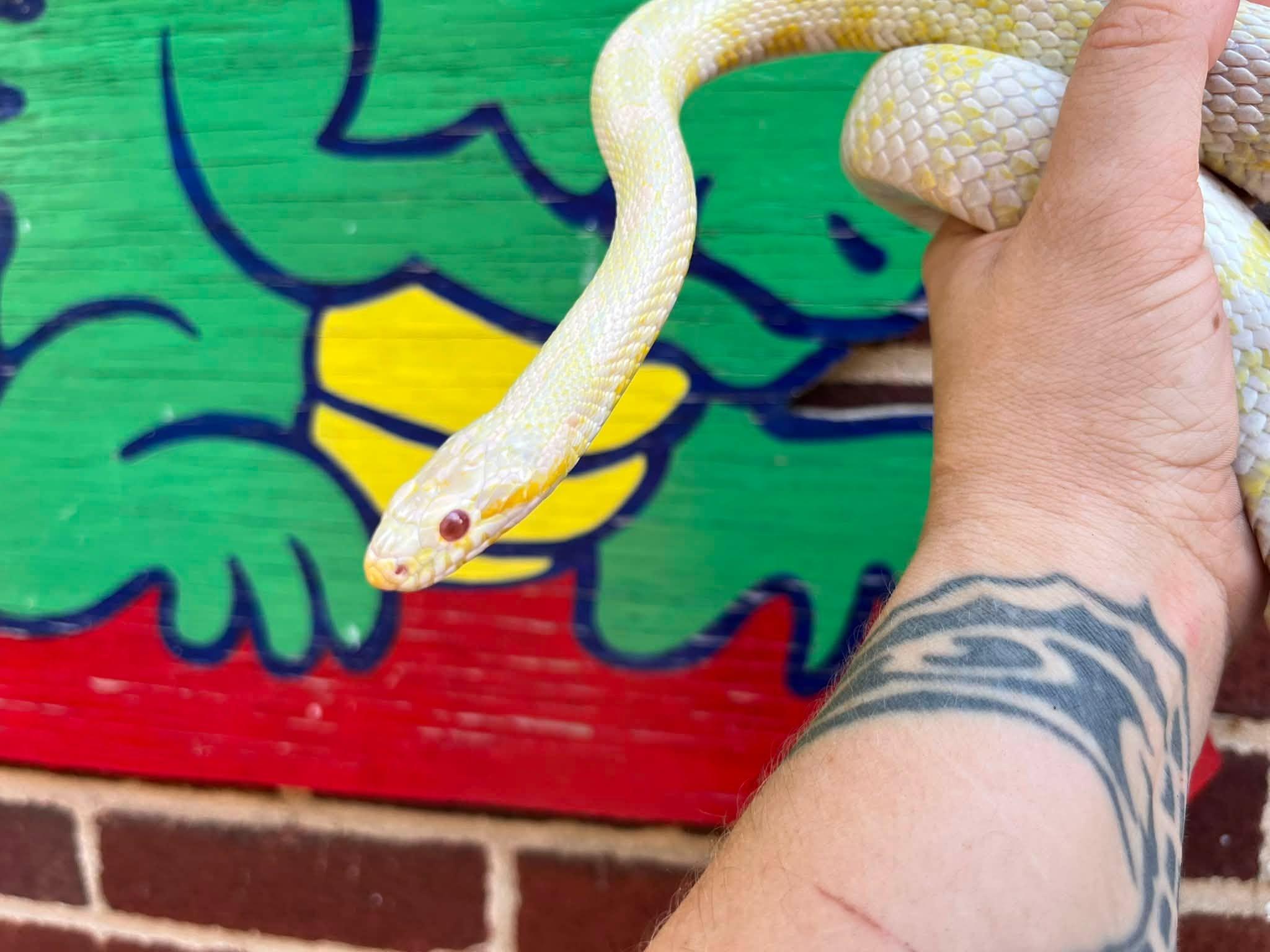 Enlarge Ren, an adopted Corn / Rat in Palmerton, PA image 2/4